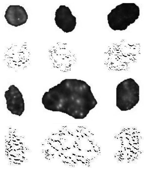 TEF action on cell images